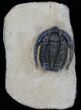 Moroccan Cornuproetus Trilobite - / Inches #4083-2